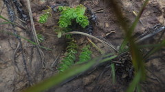 Hypericum globuliferum