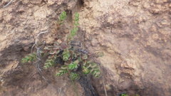 Hypericum globuliferum