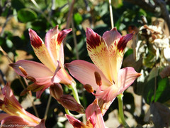 Alstroemeria werdermannii