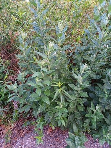 iNaturalist observation photo of California mugwort