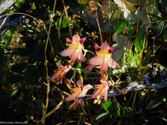 Alstroemeria werdermannii