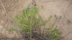Hypericum globuliferum