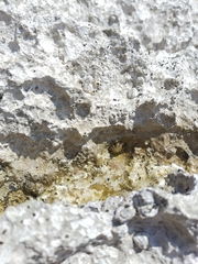 Patella ulyssiponensis