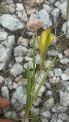 Dioscorea hexagona