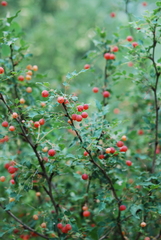 Berberis swaseyi