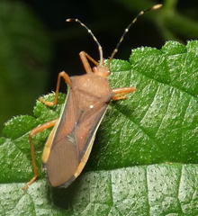 Anasa varicornis