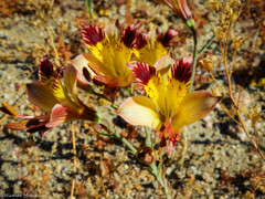 Alstroemeria diluta