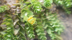 Hypericum globuliferum