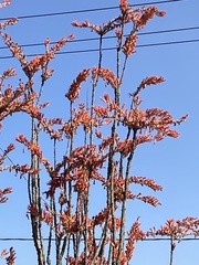 Fouquieriaceae