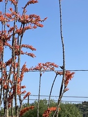 Fouquieriaceae