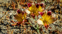 Alstroemeria diluta
