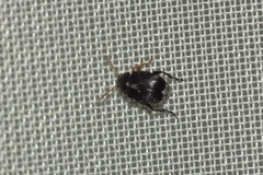 Bruchus luteicornis