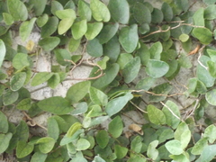 Magnoliopsida