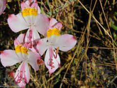 Alstroemeria leporina