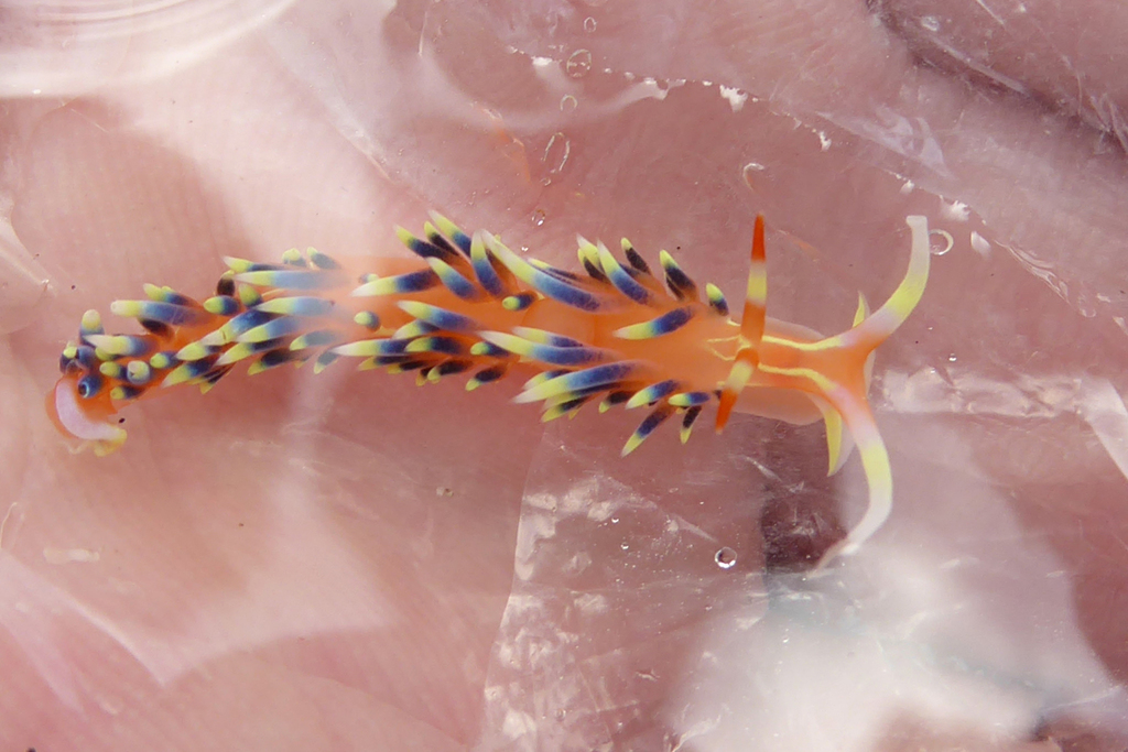 Sunrise Tentacle Aeolid