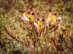 Alstroemeria diluta