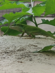 Anolis carolinensis