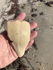 Sinistrofulgur sinistrum