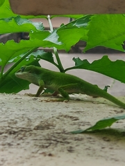 Anolis carolinensis