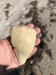 Sinistrofulgur sinistrum