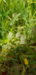 Allium erdelii