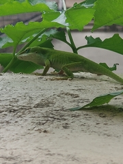 Anolis carolinensis