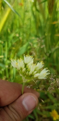 Allium erdelii