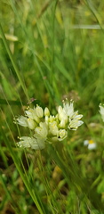 Allium erdelii