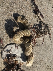 Sinistrofulgur sinistrum