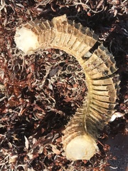 Sinistrofulgur sinistrum