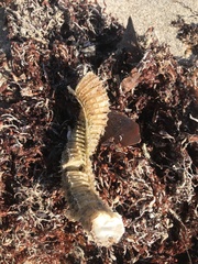 Sinistrofulgur sinistrum