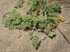 Daucus pumilus