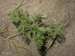 Daucus pumilus