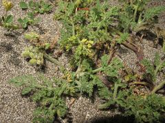 Daucus pumilus