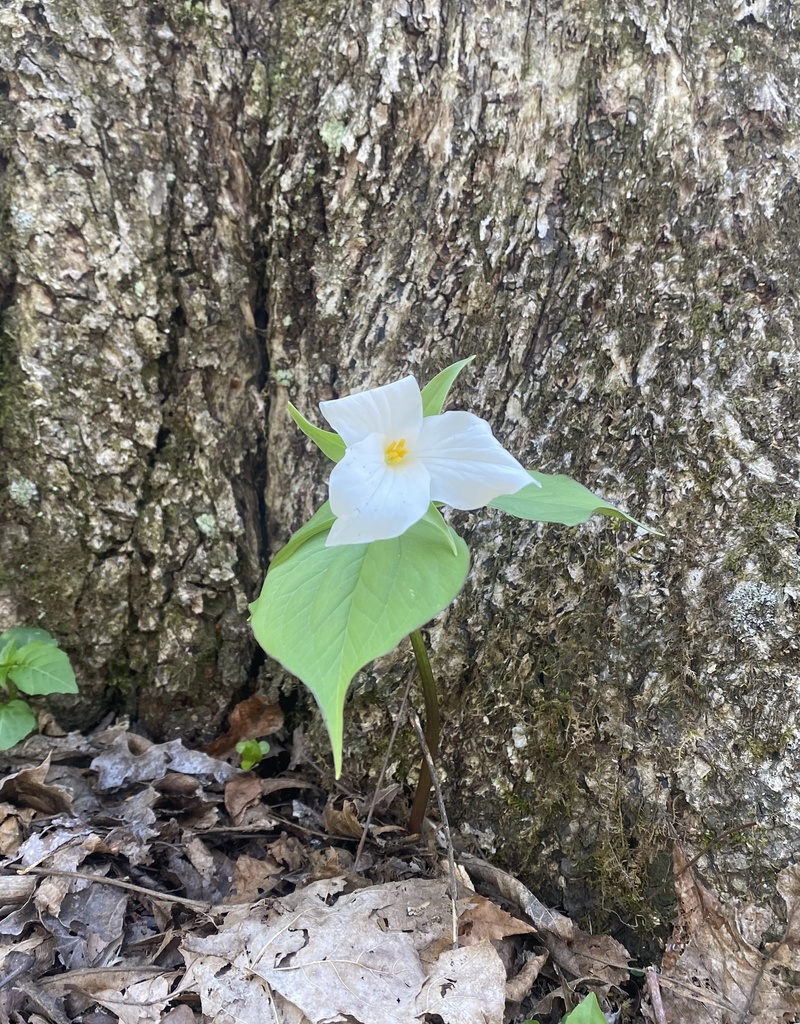 large white trillium from PA-381, Rector, PA, US on May 8, 2022 at 04: ...