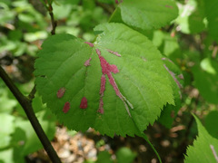 Eriophyes tiliaenervalis