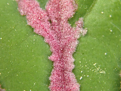 Eriophyes tiliaenervalis