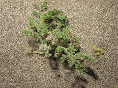 Daucus pumilus