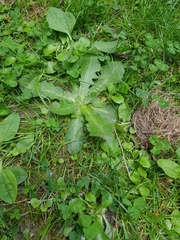Hypochaeris radicata