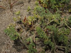 Daucus pumilus