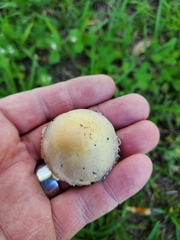 Agaricus