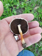Agaricus