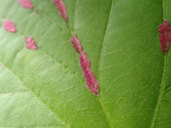 Eriophyes tiliaenervalis