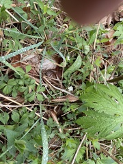 Stellaria pubera