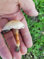 Agaricus