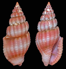 Lienardia rubida