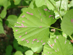 Eriophyes tiliaenervalis