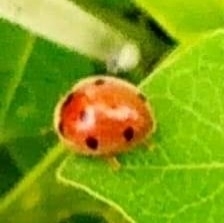Coccinellidae