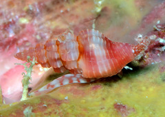 Lienardia rubida