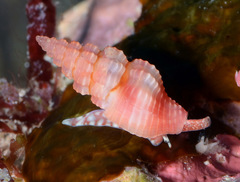 Lienardia rubida